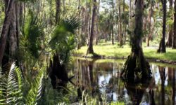 Loxahatchee-River-07-960x595